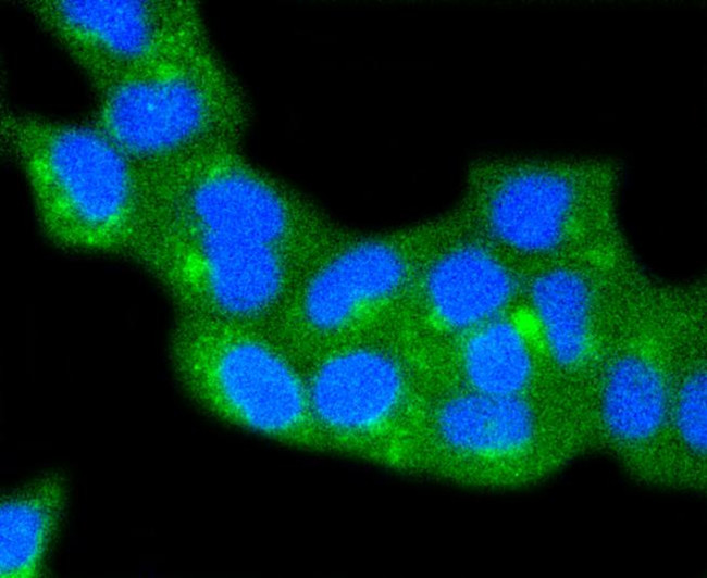 Caveolin 2 Antibody in Immunocytochemistry (ICC/IF)