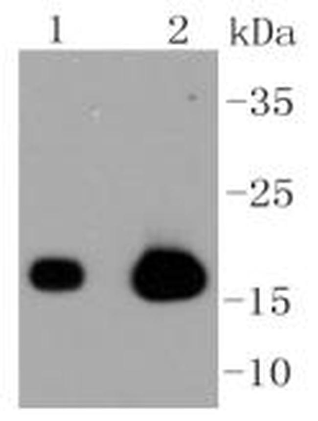 Caveolin 3 Antibody in Western Blot (WB)