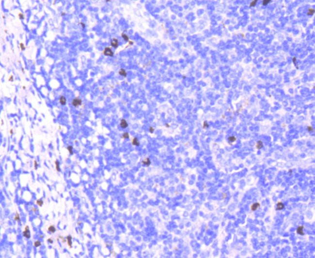 CD63 Antibody in Immunohistochemistry (Paraffin) (IHC (P))