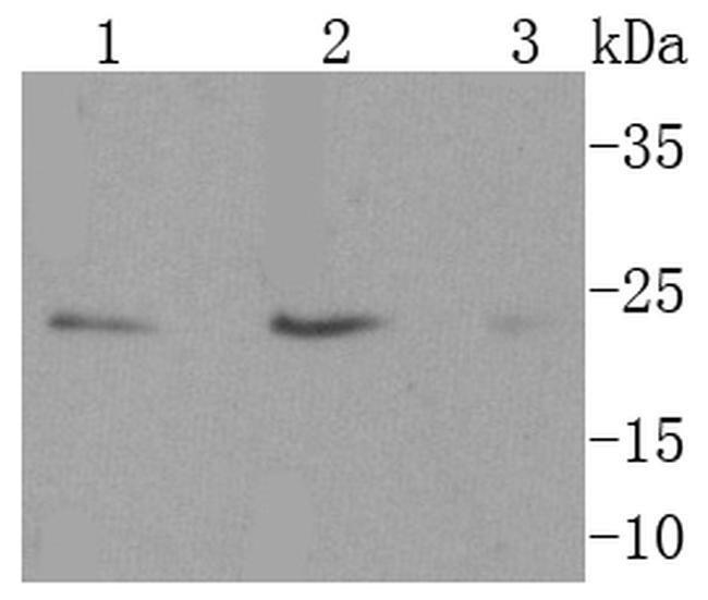 CD63 Antibody in Western Blot (WB)