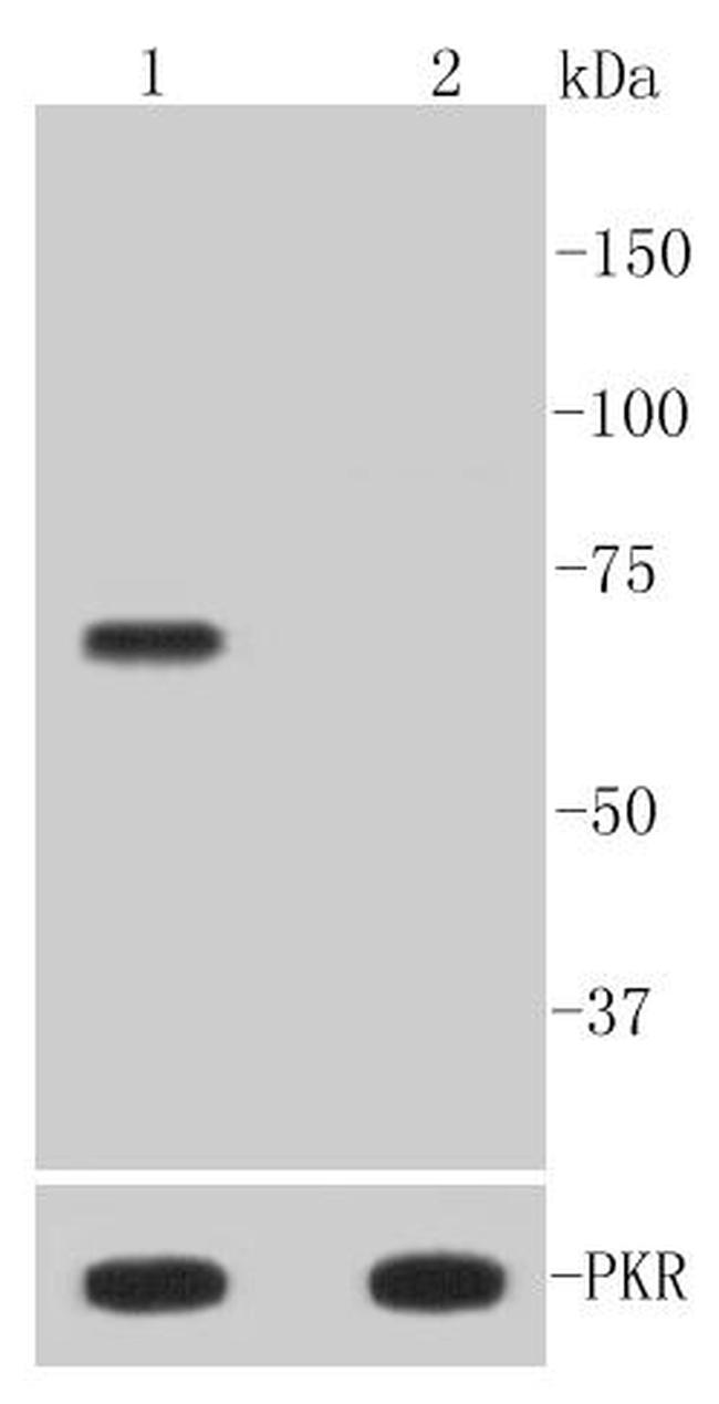 Phospho-PKR (Thr446) Antibody in Western Blot (WB)