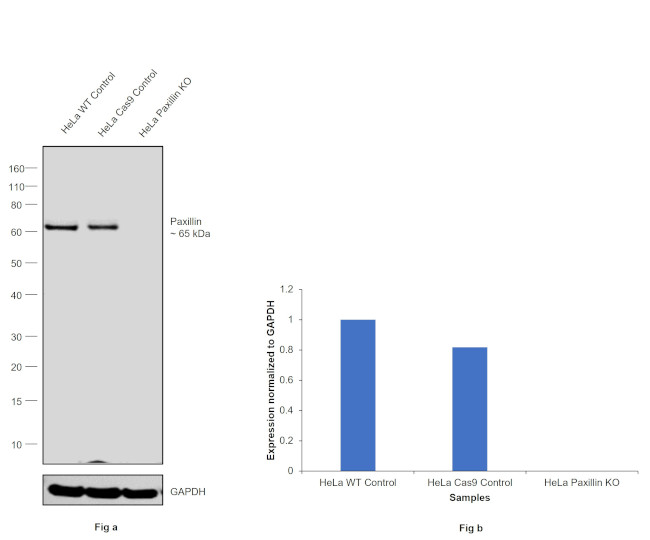 Paxillin Antibody