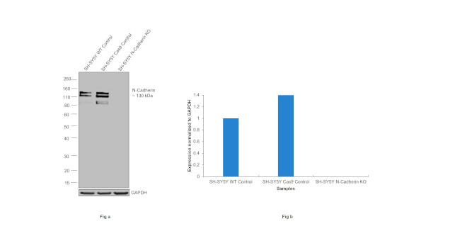 N-cadherin Antibody