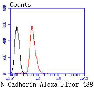 N-cadherin Antibody in Flow Cytometry (Flow)