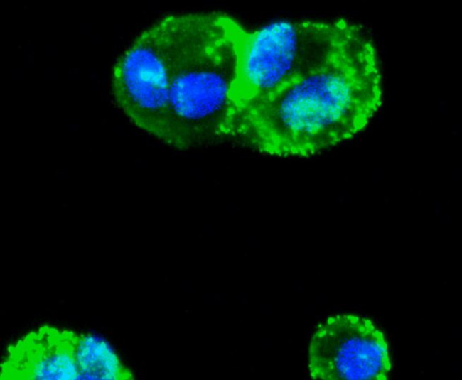 SMAD3 Antibody in Immunocytochemistry (ICC/IF)