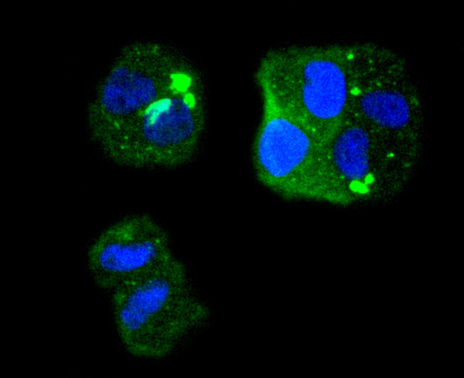 CDK1 Antibody in Immunocytochemistry (ICC/IF)