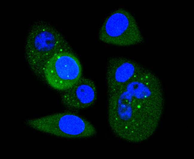 CDK1 Antibody in Immunocytochemistry (ICC/IF)