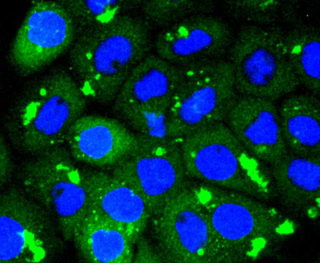 CDK1 Antibody in Immunocytochemistry (ICC/IF)