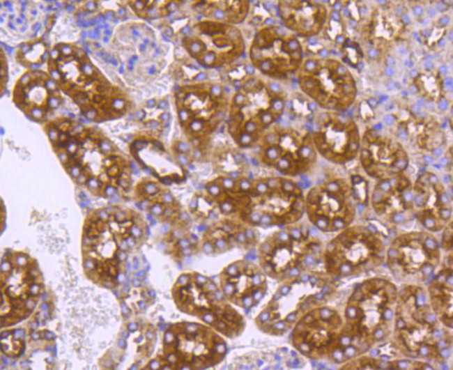 DNAJC15 Antibody in Immunohistochemistry (Paraffin) (IHC (P))