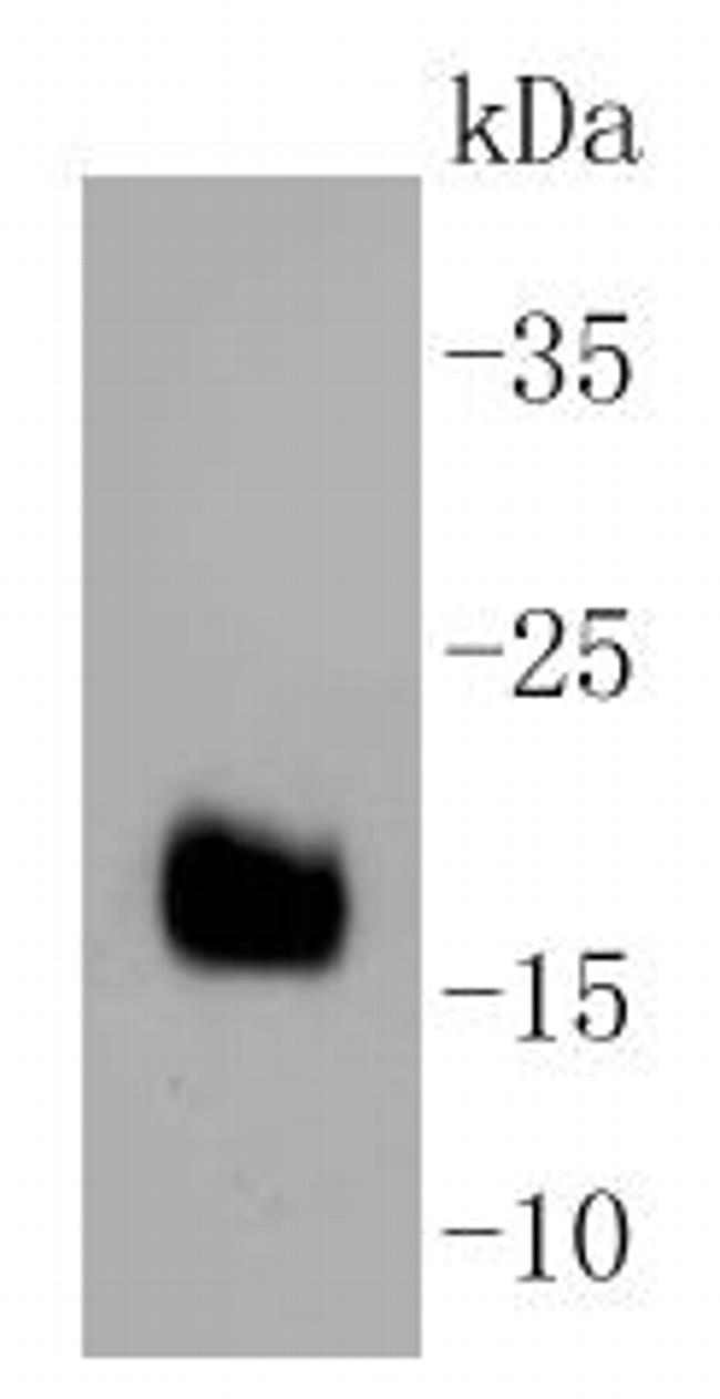 DNAJC15 Antibody in Western Blot (WB)