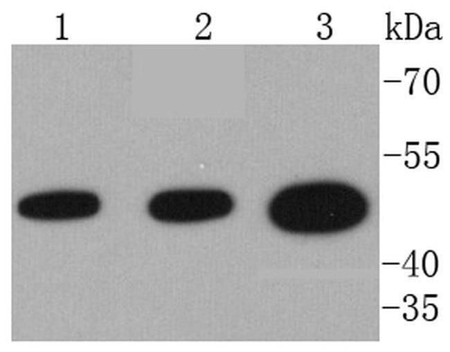 VASP Antibody in Western Blot (WB)