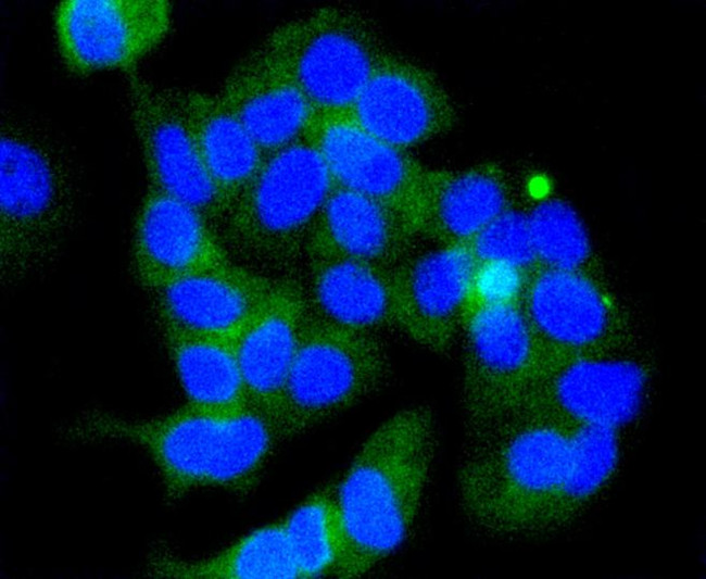 Phospho-GSK3B (Ser9) Antibody in Immunocytochemistry (ICC/IF)