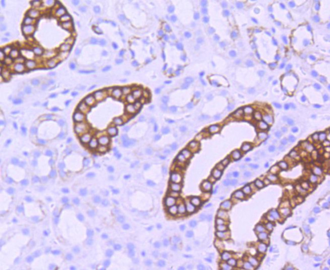 Phospho-GSK3B (Ser9) Antibody in Immunohistochemistry (Paraffin) (IHC (P))