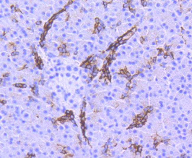 Phospho-GSK3B (Ser9) Antibody in Immunohistochemistry (Paraffin) (IHC (P))