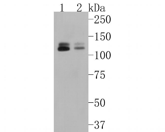 KIF23 Antibody in Western Blot (WB)