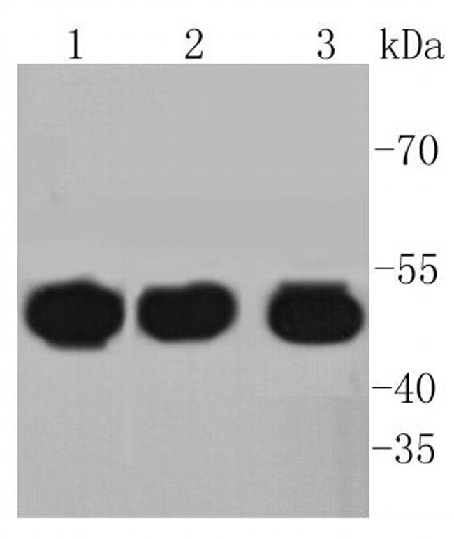 HAPLN1 Antibody in Western Blot (WB)
