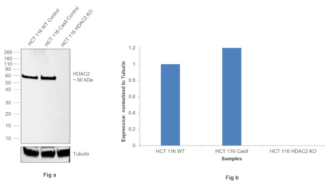 HDAC2 Antibody