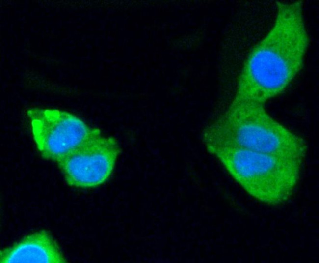 PKC alpha Antibody in Immunocytochemistry (ICC/IF)