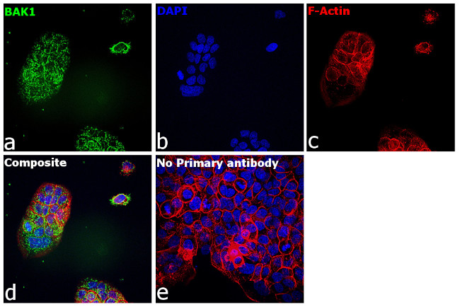 BAK Antibody in Immunocytochemistry (ICC/IF)