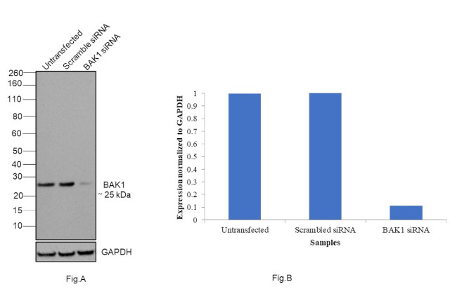 BAK Antibody