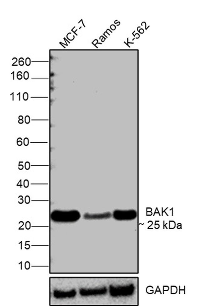 BAK Antibody in Western Blot (WB)