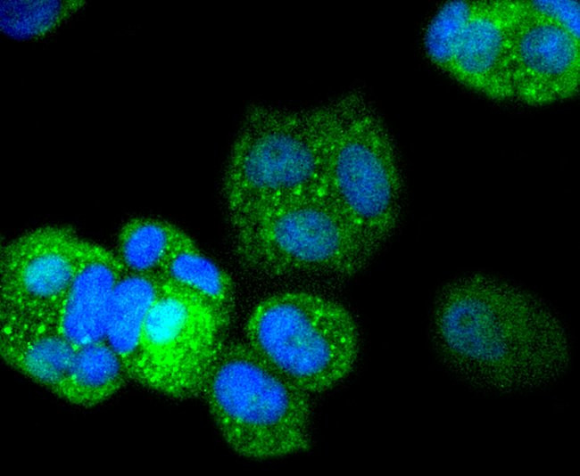 DARPP-32 Antibody in Immunocytochemistry (ICC/IF)