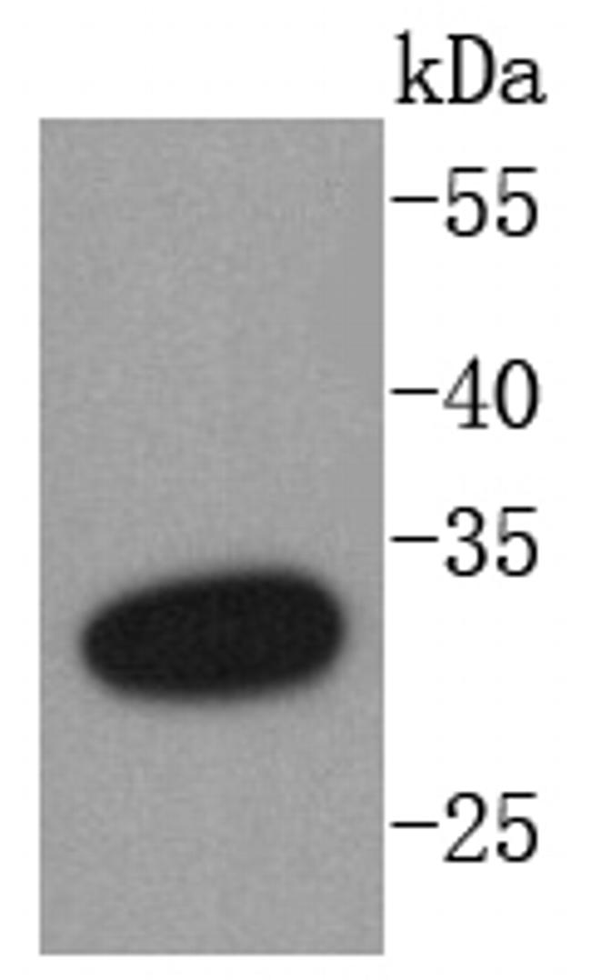 DARPP-32 Antibody in Western Blot (WB)