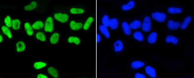 Phospho-Nrf2 (Ser40) Antibody in Immunocytochemistry (ICC/IF)