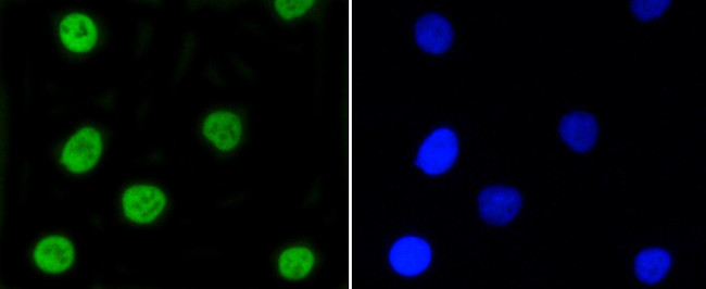 Phospho-Nrf2 (Ser40) Antibody in Immunocytochemistry (ICC/IF)