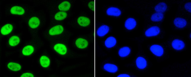 Phospho-Nrf2 (Ser40) Antibody in Immunocytochemistry (ICC/IF)