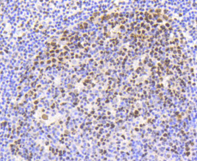 Phospho-Nrf2 (Ser40) Antibody in Immunohistochemistry (Paraffin) (IHC (P))