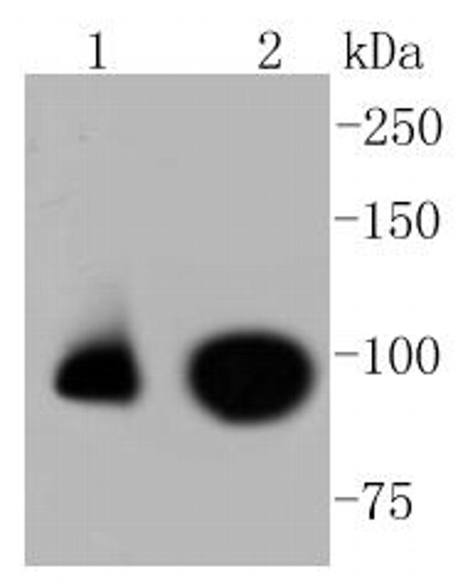 Phospho-Nrf2 (Ser40) Antibody in Western Blot (WB)