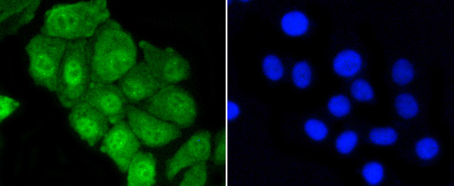 YAP1 Antibody in Immunocytochemistry (ICC/IF)