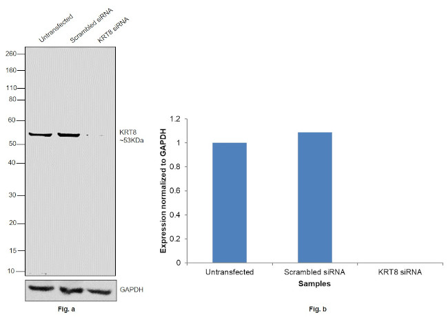 Cytokeratin 8 Antibody