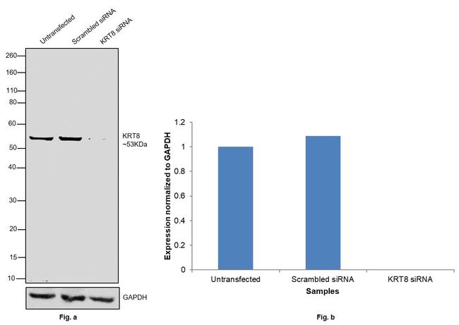 Cytokeratin 8 Antibody in Western Blot (WB)