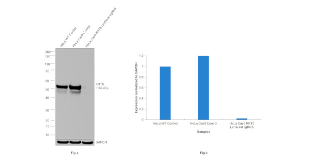 Cytokeratin 8 Antibody in Western Blot (WB)