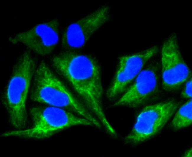 Cytokeratin 8 Antibody in Immunocytochemistry (ICC/IF)