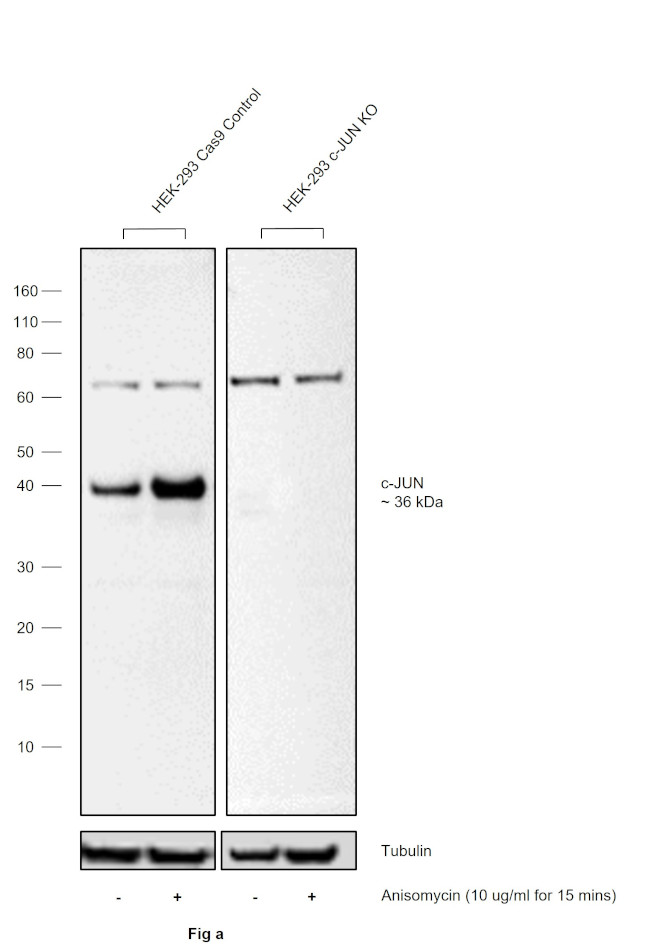 Phospho-c-Jun (Ser63) Antibody in Western Blot (WB)