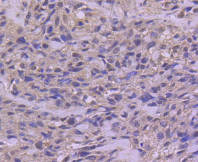 Phospho-c-Jun (Ser63) Antibody in Immunohistochemistry (Paraffin) (IHC (P))