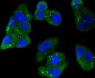 AMPK alpha-1 Antibody in Immunocytochemistry (ICC/IF)