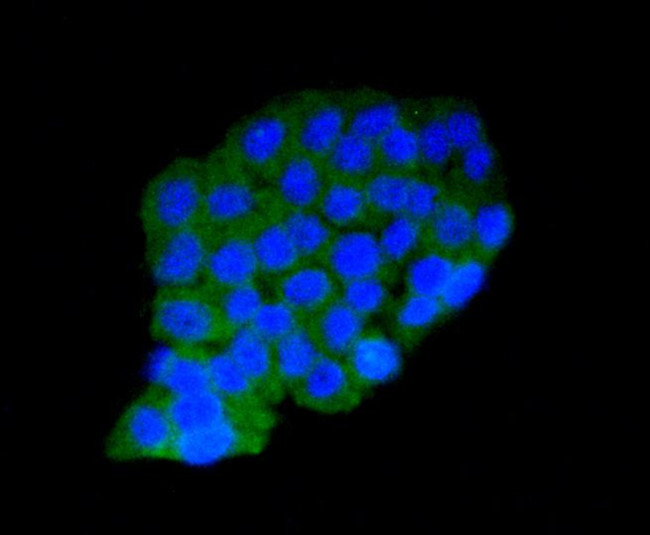 AMPK alpha-1 Antibody in Immunocytochemistry (ICC/IF)