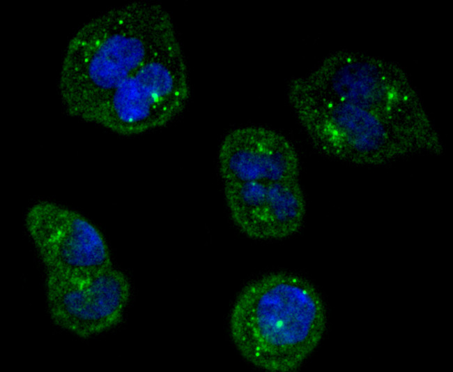 TrkA Antibody in Immunocytochemistry (ICC/IF)