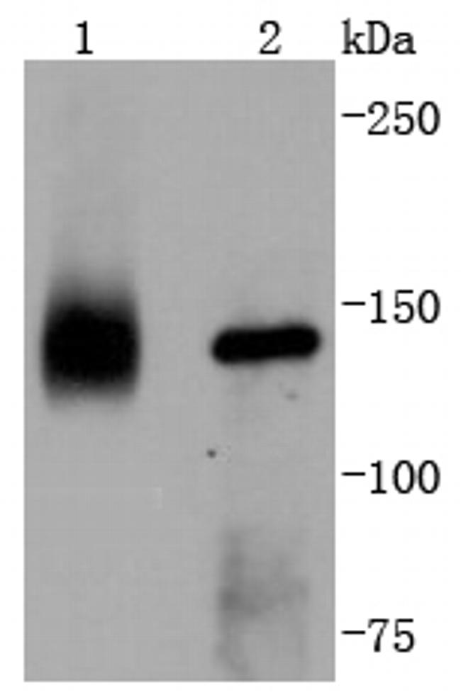 TrkA Antibody in Western Blot (WB)