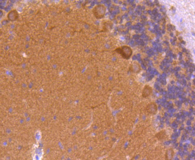 CaMKII Pan Antibody in Immunohistochemistry (Paraffin) (IHC (P))