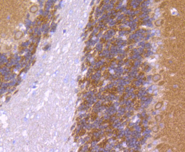 CaMKII Pan Antibody in Immunohistochemistry (Paraffin) (IHC (P))