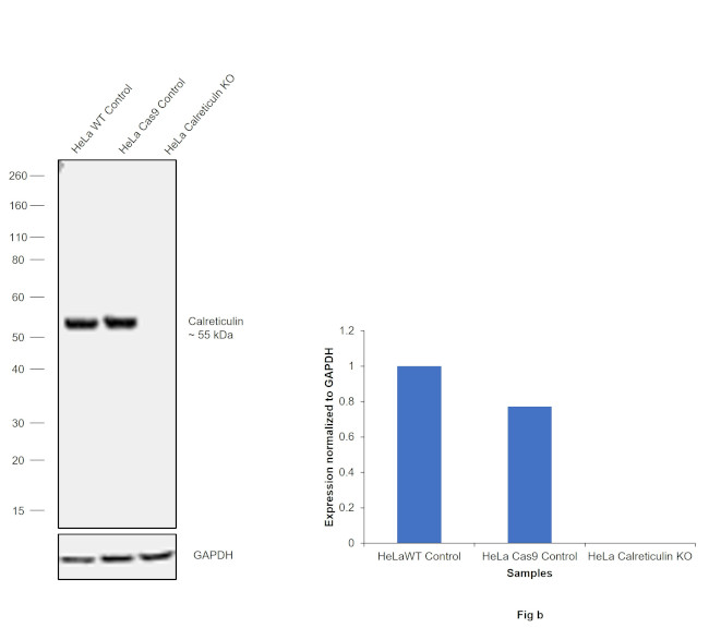 Calreticulin Antibody in Western Blot (WB)