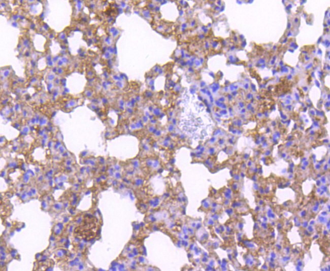 p27 Kip1 Antibody in Immunohistochemistry (Paraffin) (IHC (P))