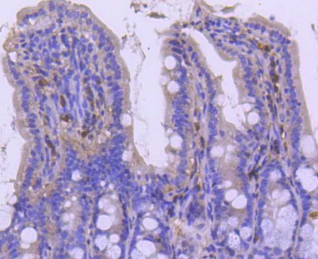 p27 Kip1 Antibody in Immunohistochemistry (Paraffin) (IHC (P))