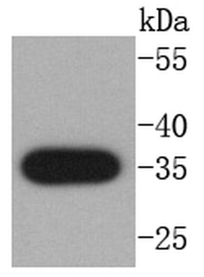 Active/Pro-Caspase 3 Antibody in Western Blot (WB)