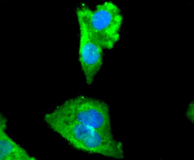 MYLK Antibody in Immunocytochemistry (ICC/IF)